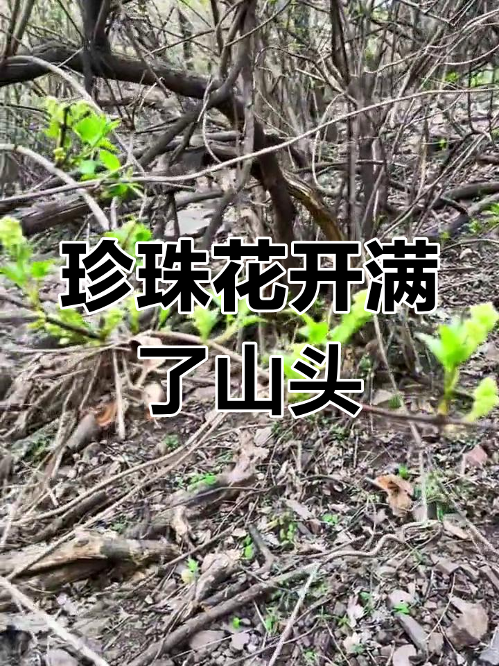 满坡珍珠花,野菜季节来临