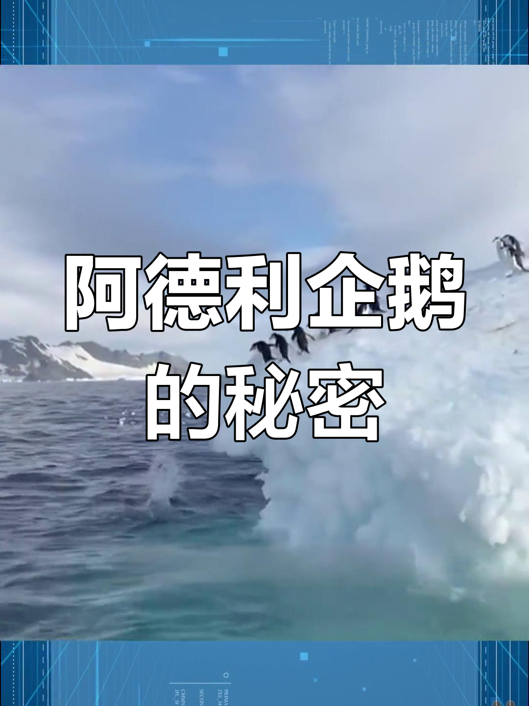 阿德利企鹅的“腹黑”行为,为了食物竟能踹兄弟