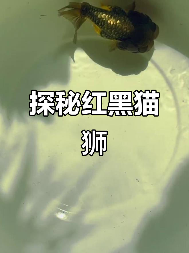 红黑猫狮金鱼：探索马来西亚的独特品种