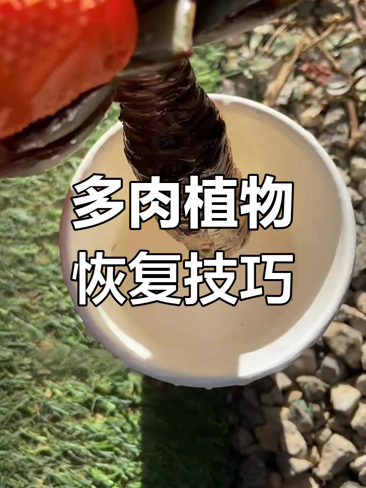 僵苗烂根多肉如何重生?从清洗到养护全攻略