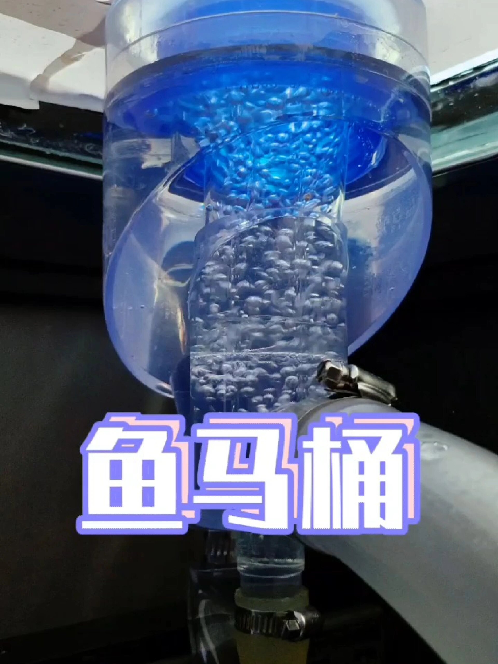1.2米鱼缸改装爱上鱼鱼马桶完成