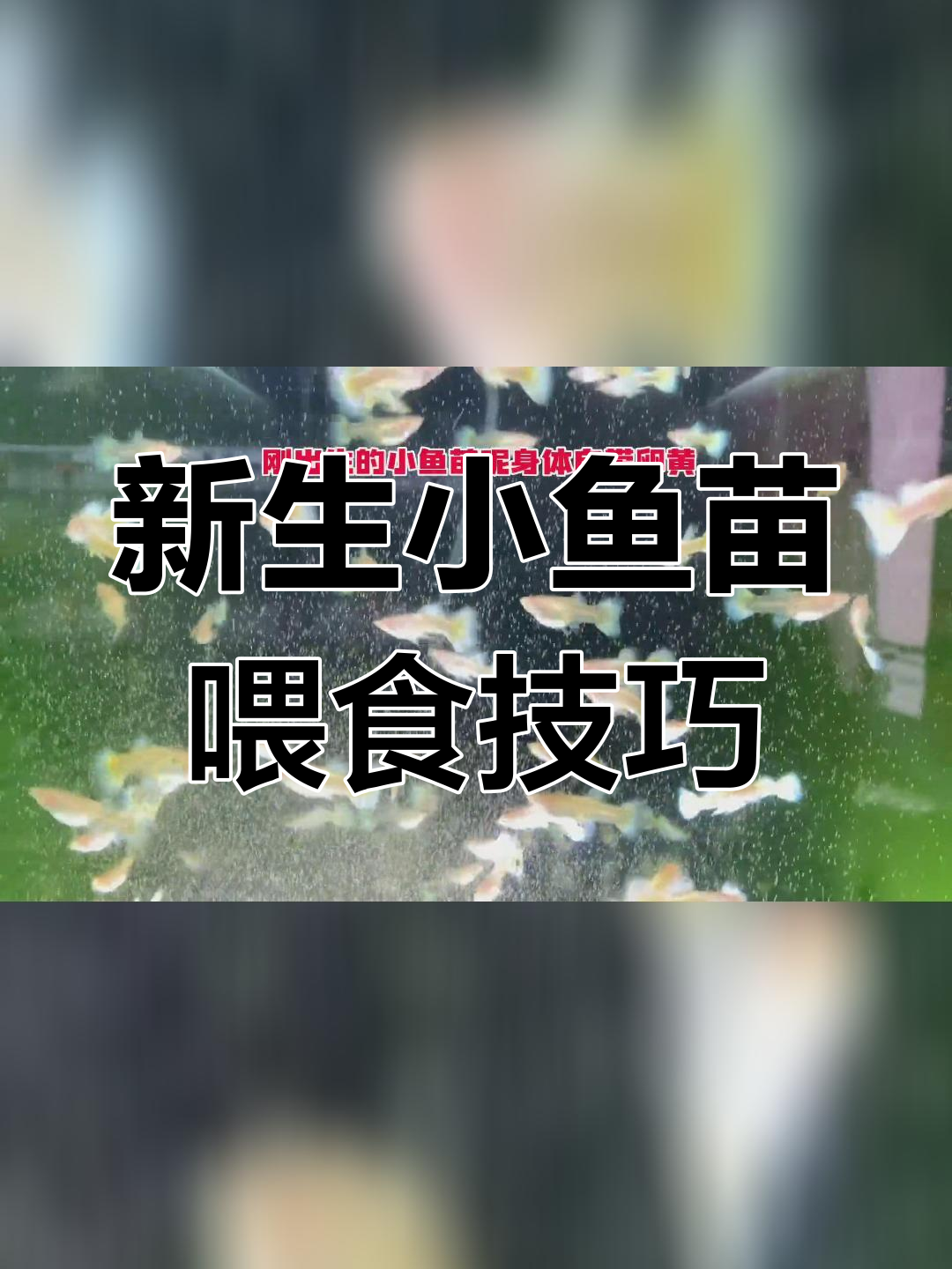 刚出生孔雀鱼如何正确喂养?