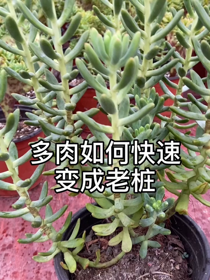 多肉变老桩教程
