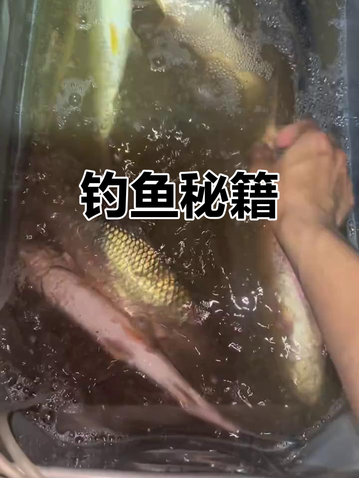 钓鱼技巧:选缓流浅滩,饵料多样,路亚用T尾或小米诺