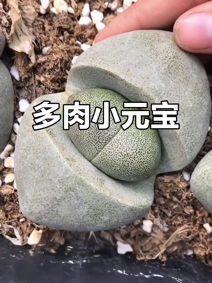 帝玉多肉,绿紫相间,圆润可爱,花开不断,家中萌宠!