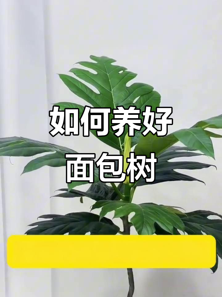 面包树养护全攻略：五大怕点你必须知道