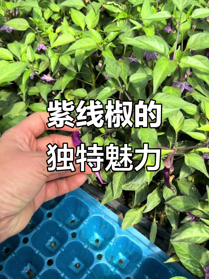 见过紫色辣椒吗?细长特菜,营养丰富,辣味十足