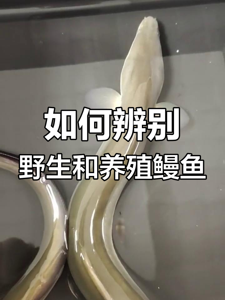 野生鳗鱼与养殖的区别,鳍是关键
