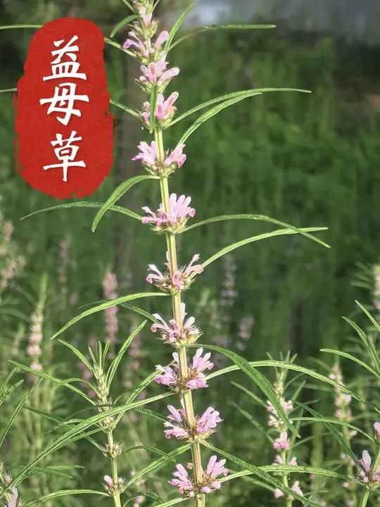 益母草,也可以理解为对女性有益的植物。在北方夏季,益母草在野外非常常见,以前有朋友问夏至草