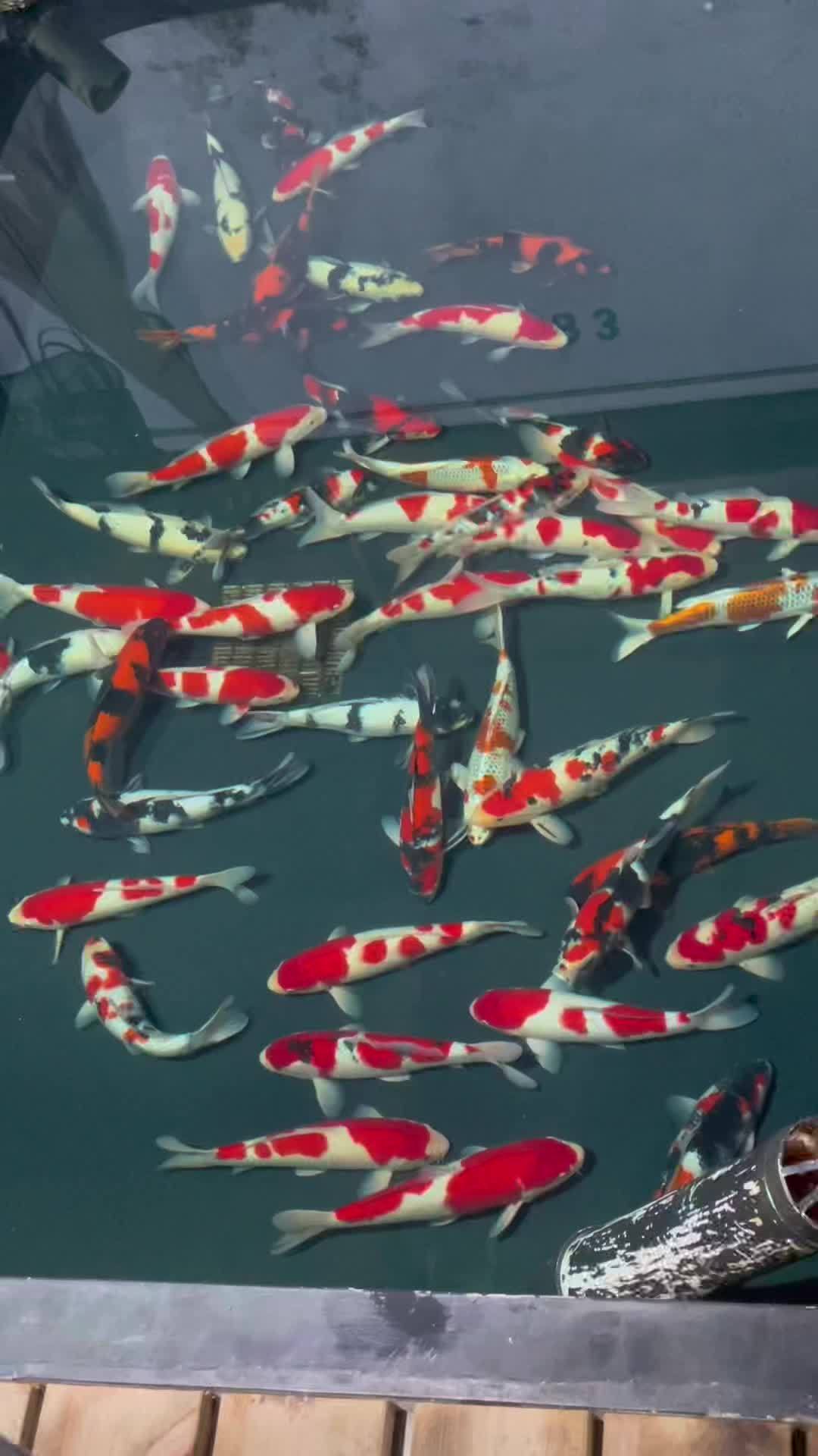 锦鲤 祝大家年年有鱼 观赏鱼 纯种锦鲤45cm