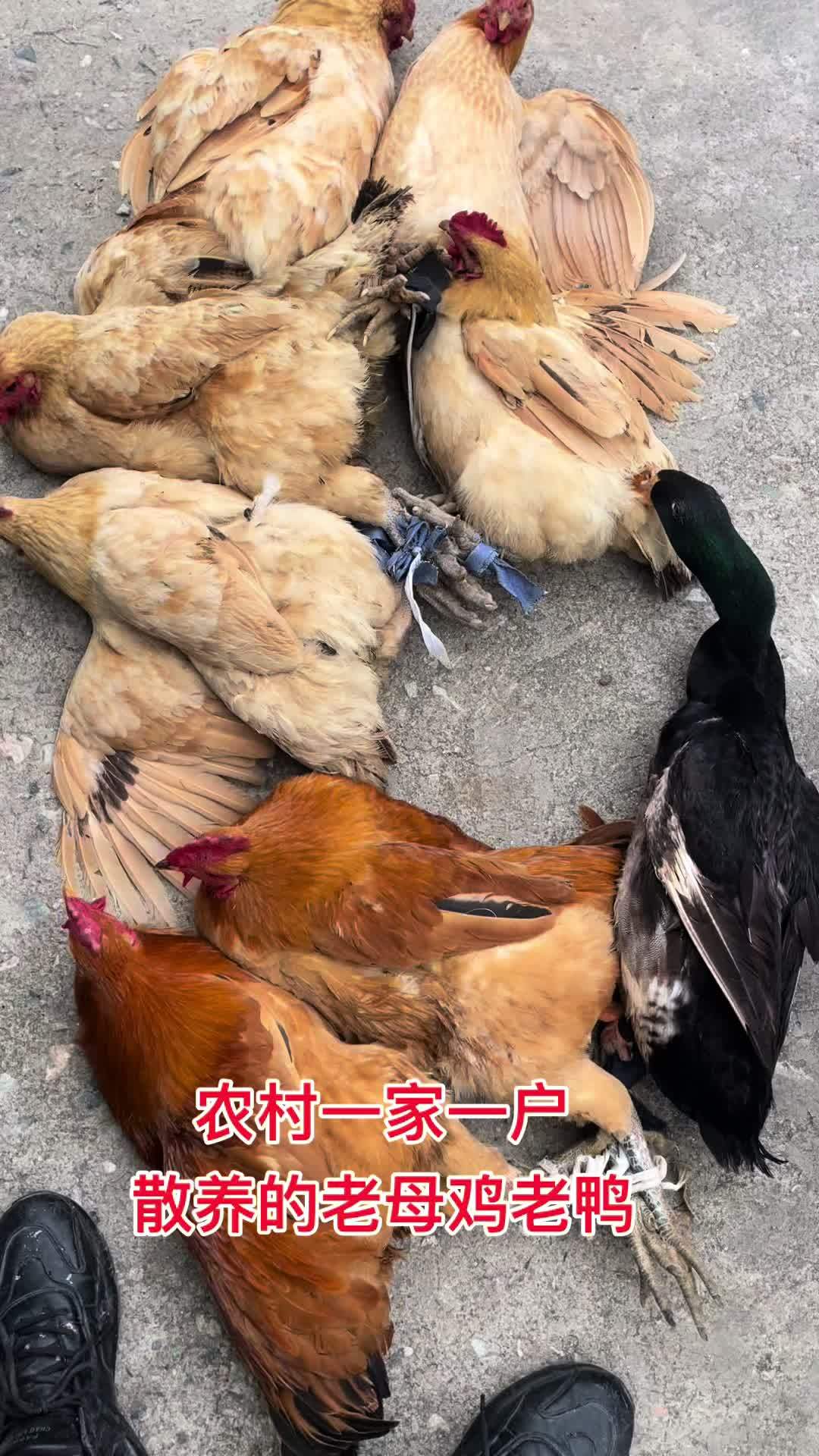 农村散养土母鸡老鸭老鹅明天都有货啦开播时间12:30左右欢迎来 土鸡土鸭 鸡鸭鹅 生态散养