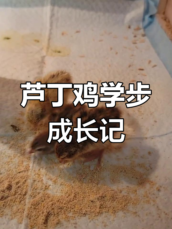 小芦丁鸡努力学会走路,跌倒再爬起,终于融入同伴