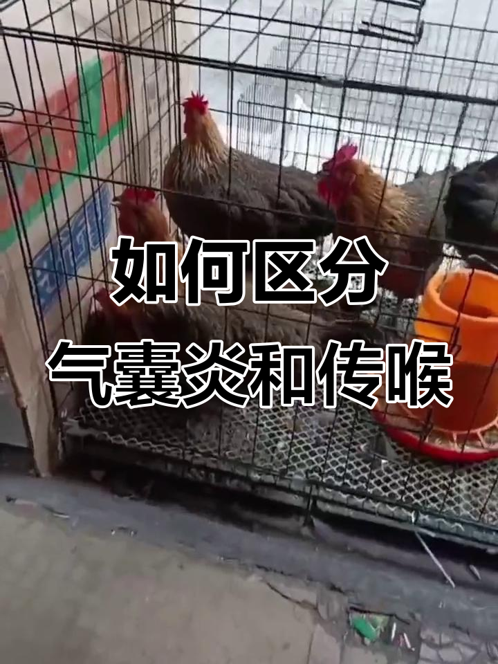 鸡病诊断:气囊炎、腹膜炎与传喉的区别
