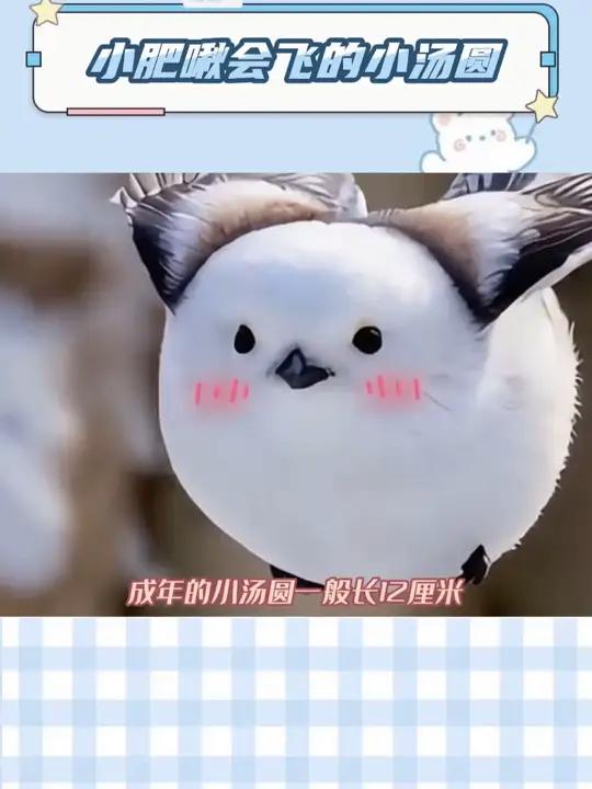 你见过小汤圆嘛