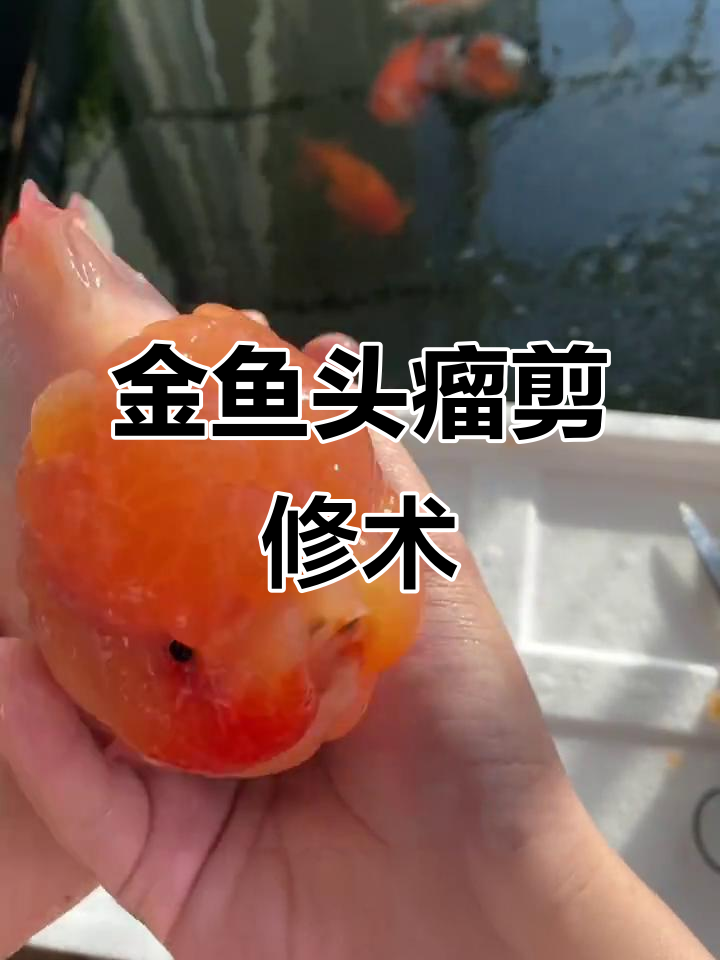 金鱼头瘤修剪手术,轻松恢复眼睛清晰