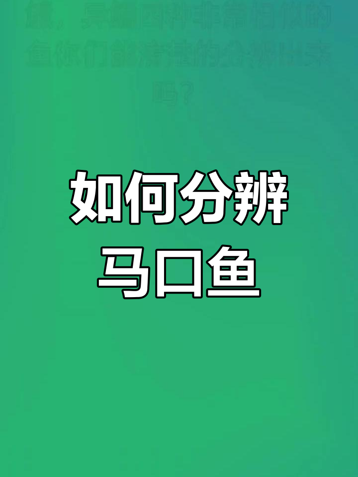 马口鱼种类大揭秘,四种异鱲如何区分?