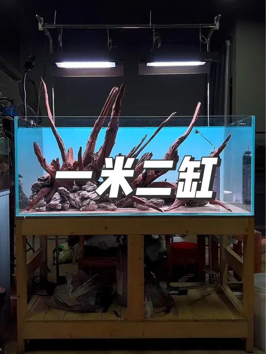 一米二自然景观骨架、紫柚木搭配青龙石 沉木造景 鱼缸里的大自然 沉木造景 水族爱好者