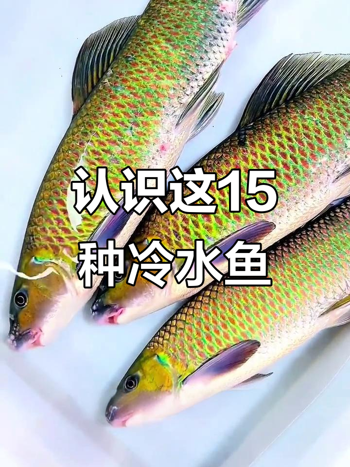 15种冷水鱼大揭秘,看看这些野生鱼的独特魅力