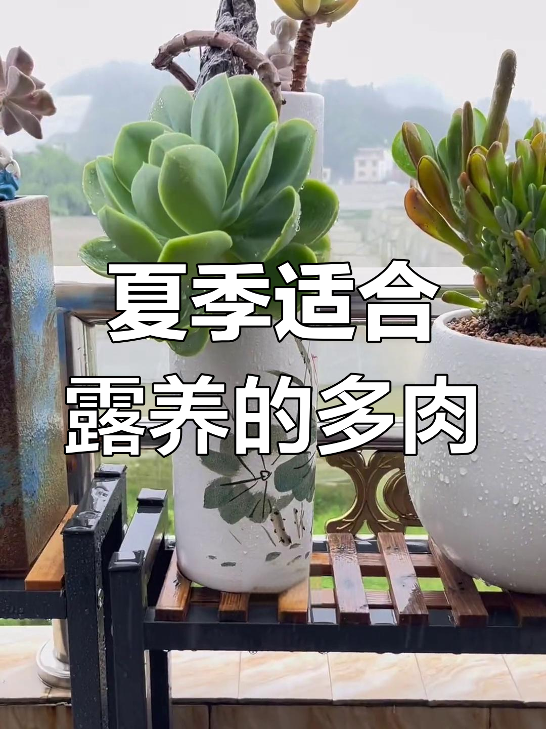 夏季不怕淋雨的10种多肉植物,紫乐最耐造