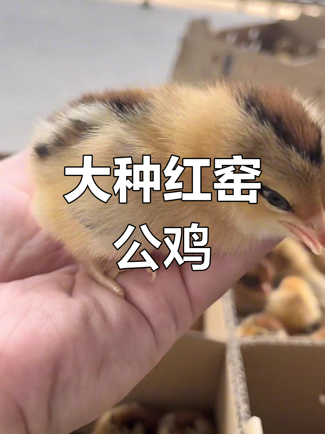 贵州改良红窑公鸡,体型大、野性足