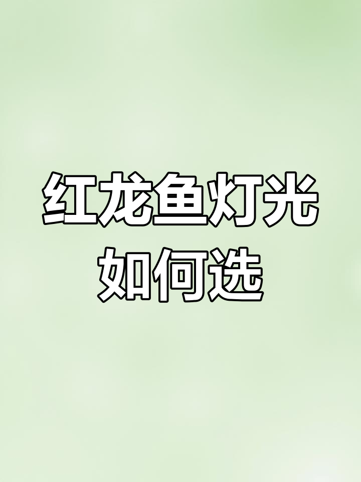红龙鱼灯光选择:白光与红光的完美搭配