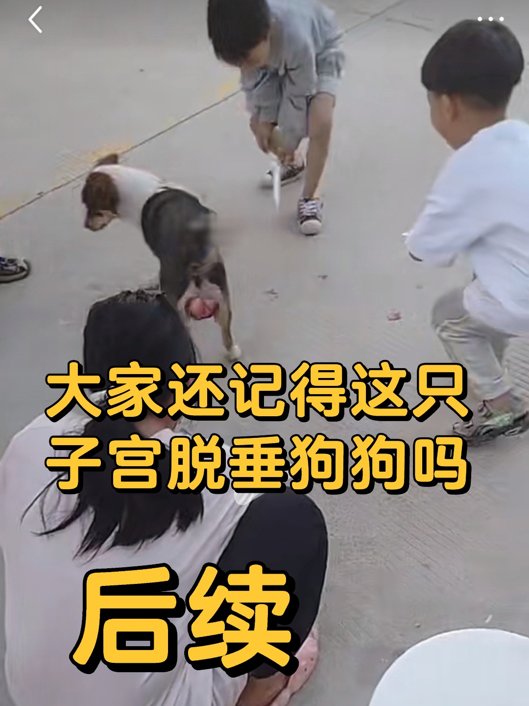 9.25子宫脱垂狗狗后续:咖啡出院后找领养了