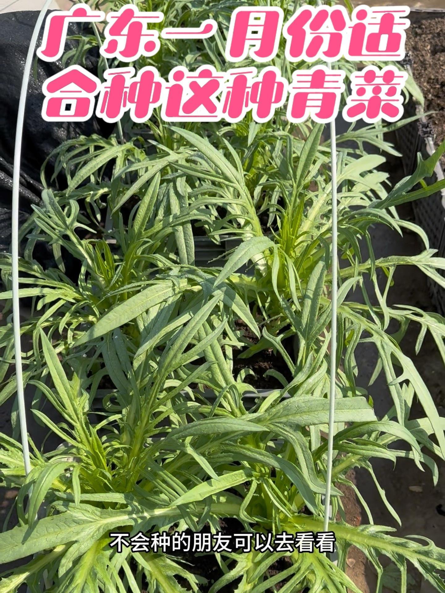 楼顶种菜:广东一月份适合种这种叶菜,好吃好种虫子少 博白甜麦菜 盆栽甜麦菜 广东一月份种什