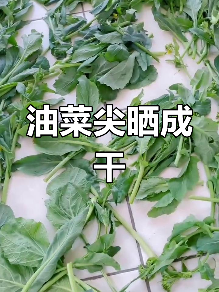 春天油菜晒干,保存营养
