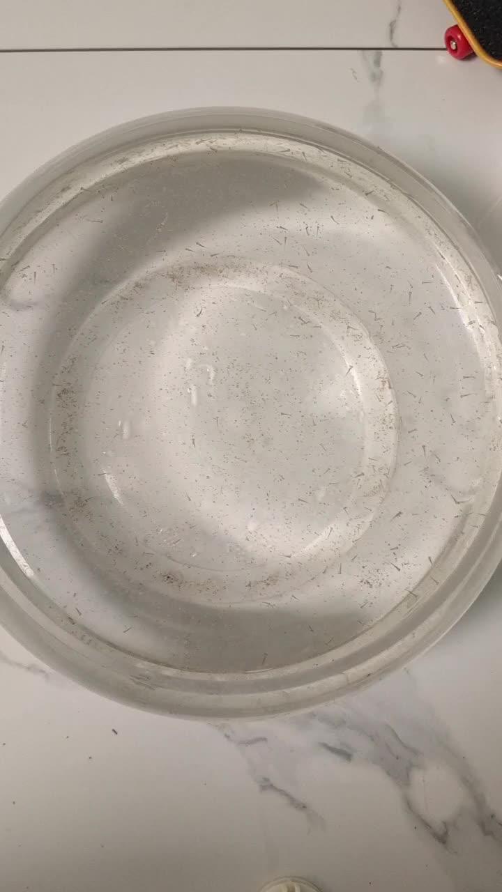 大鱼缸上面的水很清沏,但缸底一片狼藉,确实应该清洗鱼缸了。小鱼苗终于移缸完成,应该是鱼身度