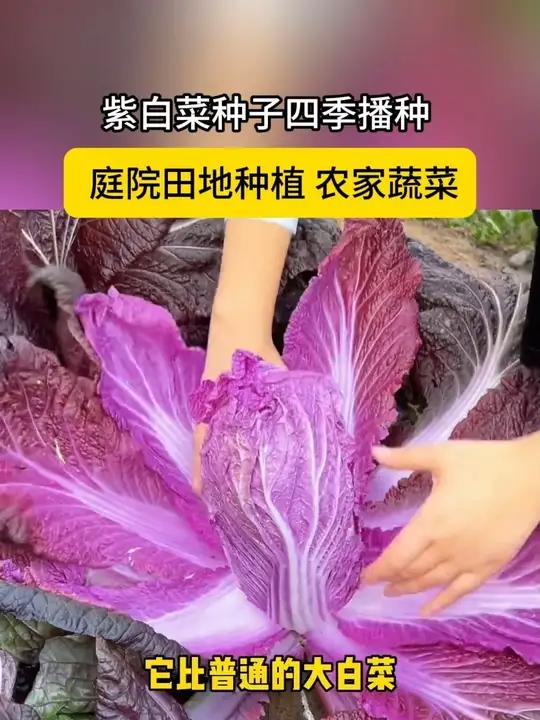 紫白菜、营养丰富，生吃脆甜爽口，热炒涮火锅也是鲜软入味 紫白菜、营养丰富，生吃脆甜爽口，热