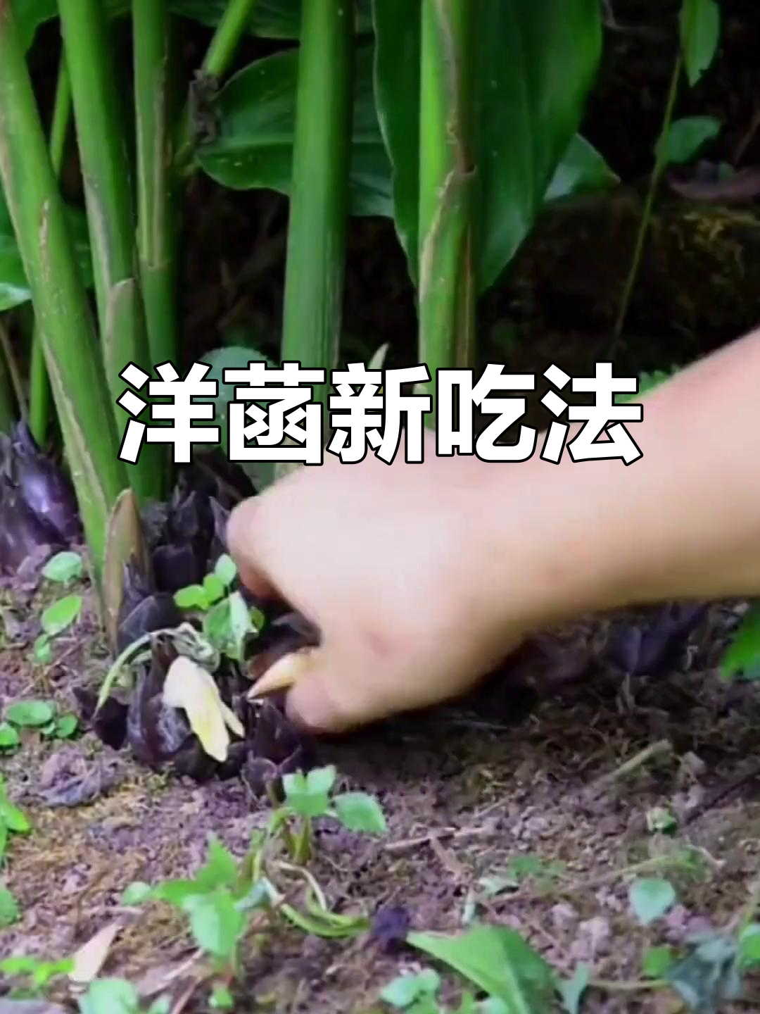 贵州洋菡炒腊肉,凉拌美味让人欲罢不能!