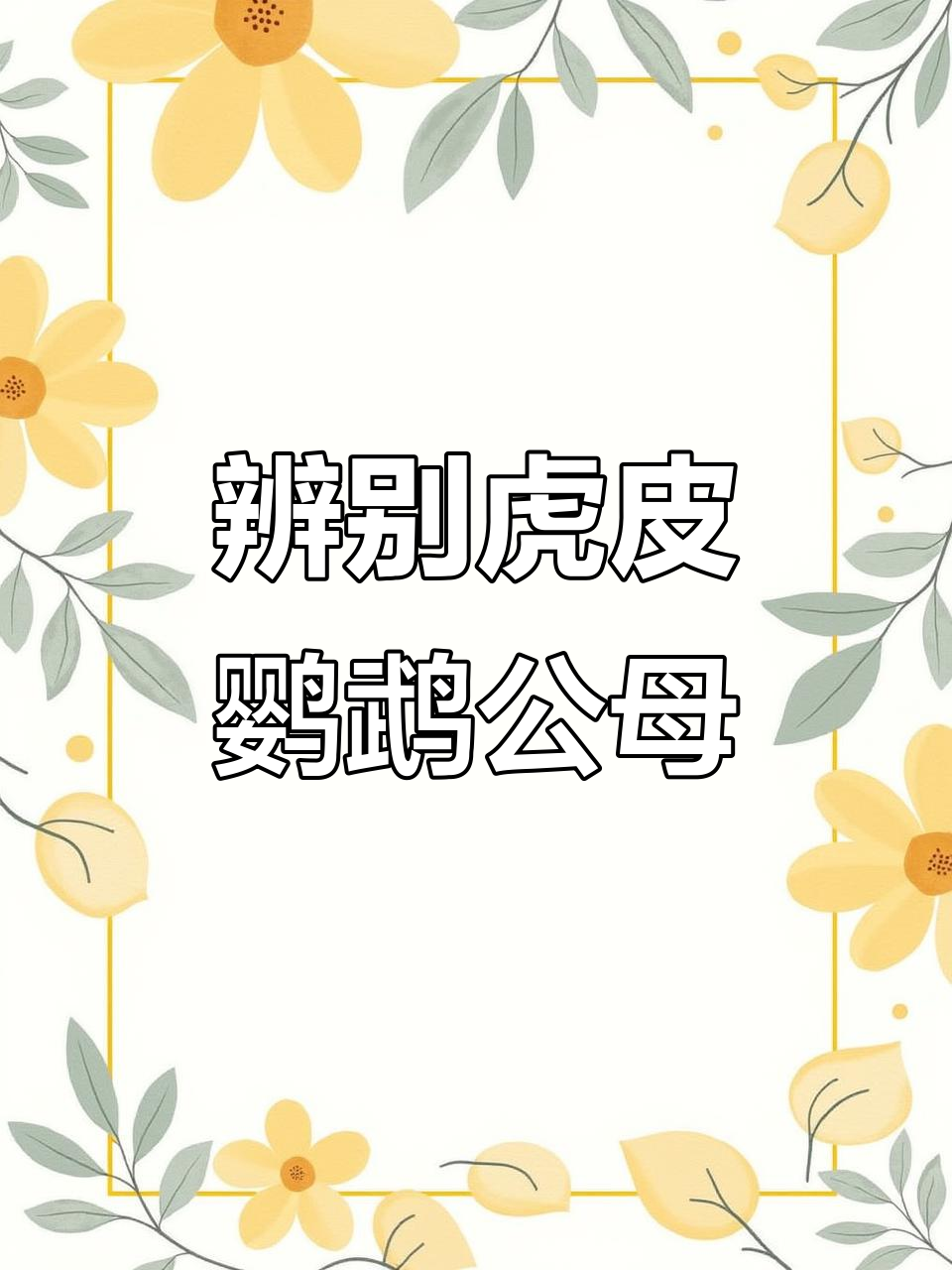 如何分辨一个月大的虎皮鹦鹉公母?一看就懂!