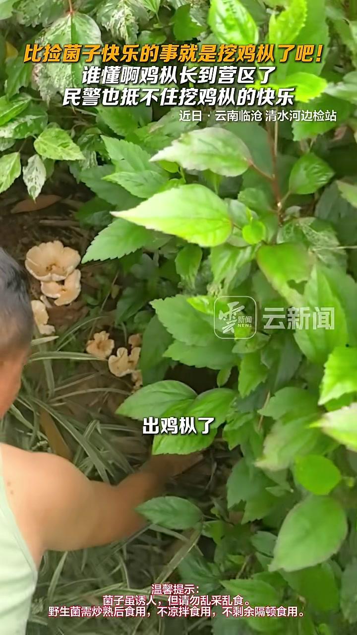 比捡菌子快乐的事就是挖鸡枞了吧！