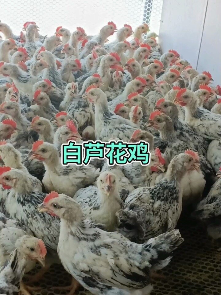 白芦花鸡