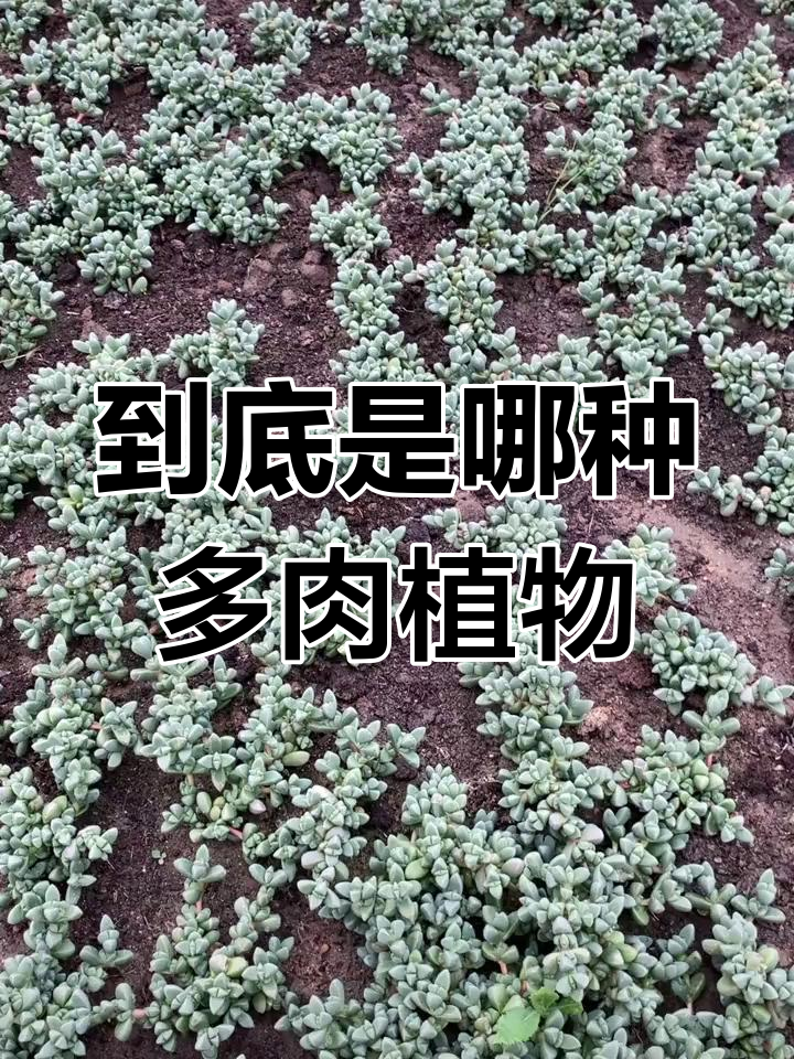 鹿角海棠和碧玉莲,你分得清吗?