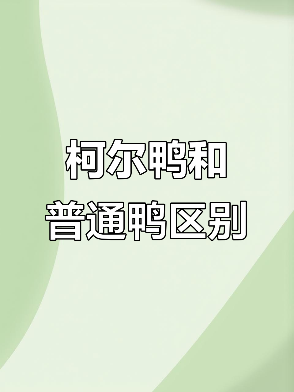 柯尔鸭与家鸭的区别,你了解吗?