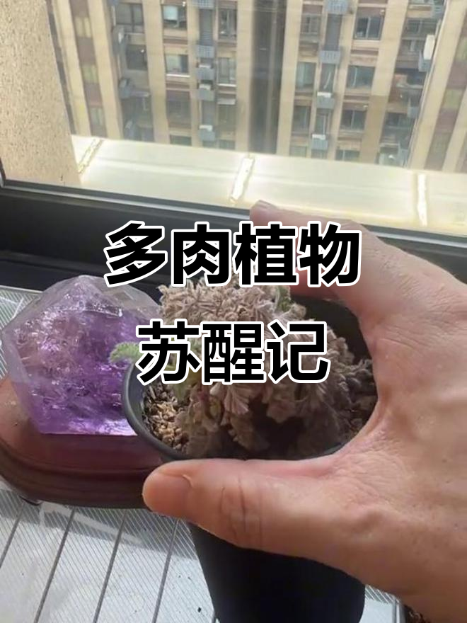 冬型种块根多肉开始复苏,浇水养护技巧大公开