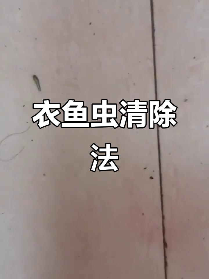 衣鱼虫常藏匿于书柜、衣柜,清除需从源头着手