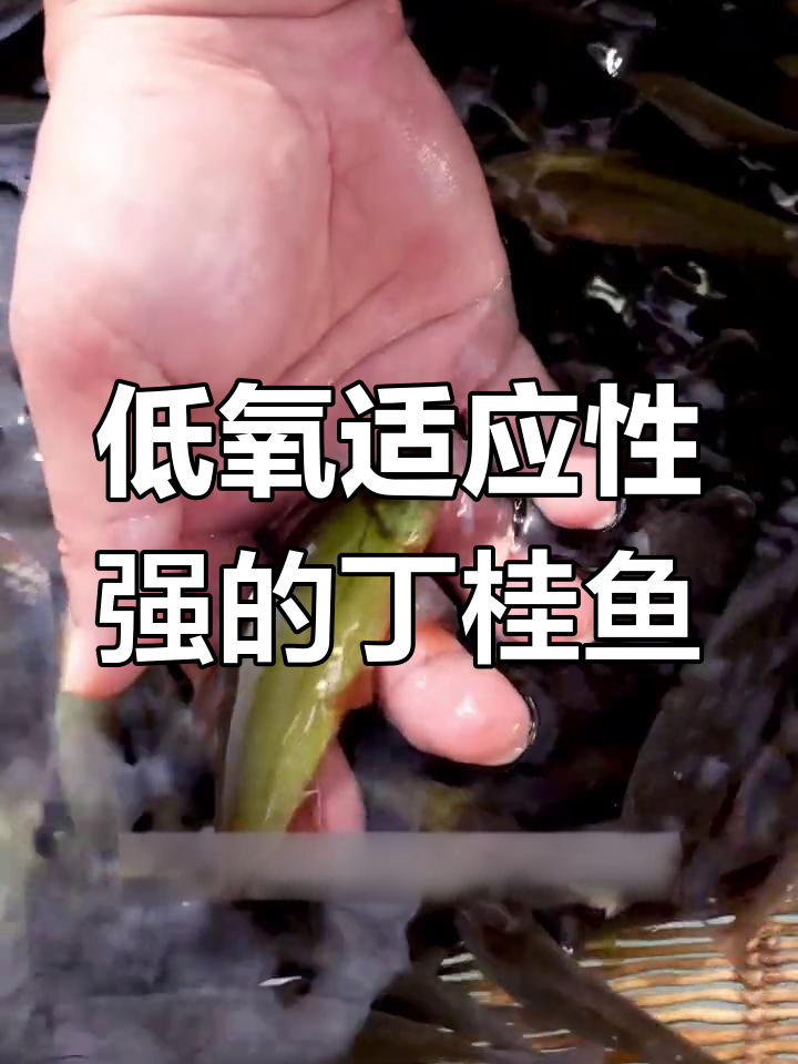 丁桂鱼:适应力强的淡水鱼类