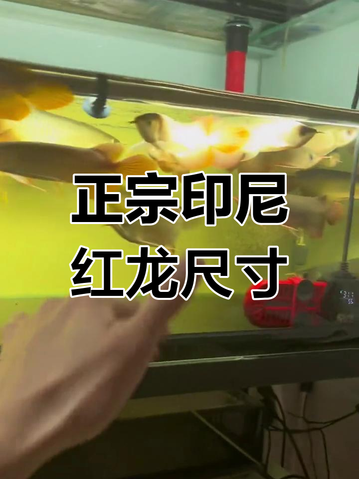 印尼小红龙鱼尺寸揭秘,20-25公分才是正宗