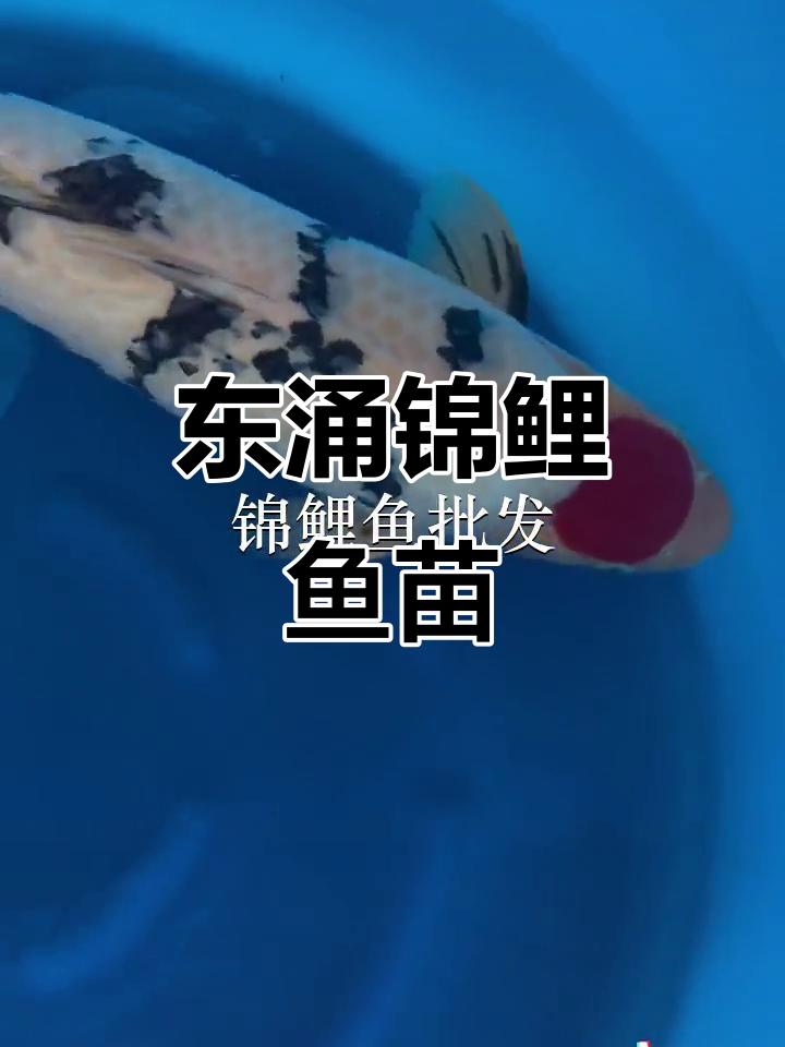 汕尾东涌锦鲤鱼苗,品质保证