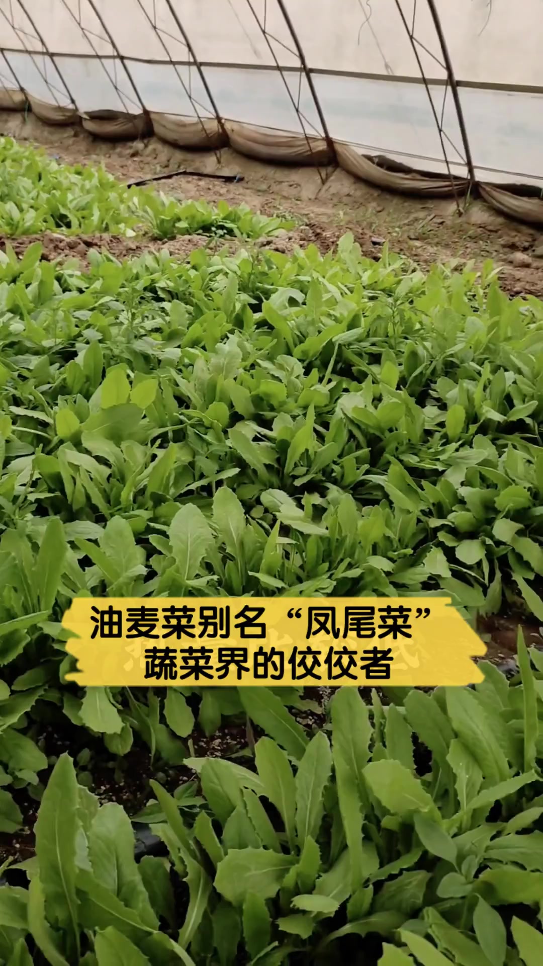 油麦菜别名“凤尾菜”,蔬菜界的佼佼者