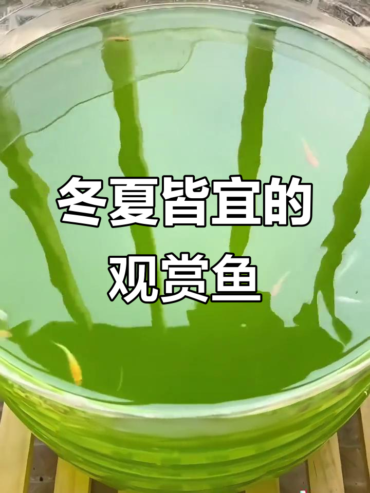 冬季不怕冷,夏季不畏热,观背青鳉鱼是养鱼的理想选择