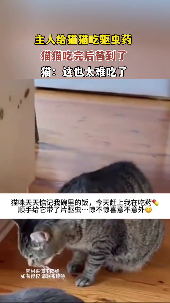 主人给猫猫吃驱虫药,猫猫吃完后苦出表情包,猫:这也太难吃了