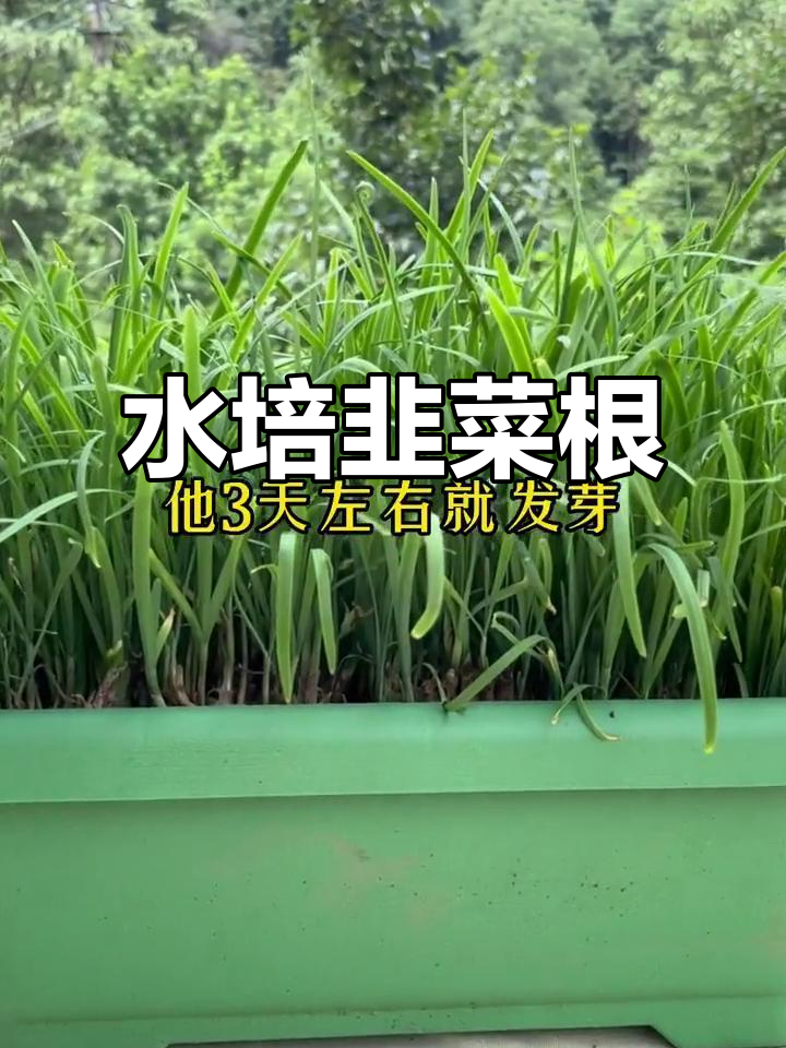 韭菜根水培种植,三天发芽十九天收割!