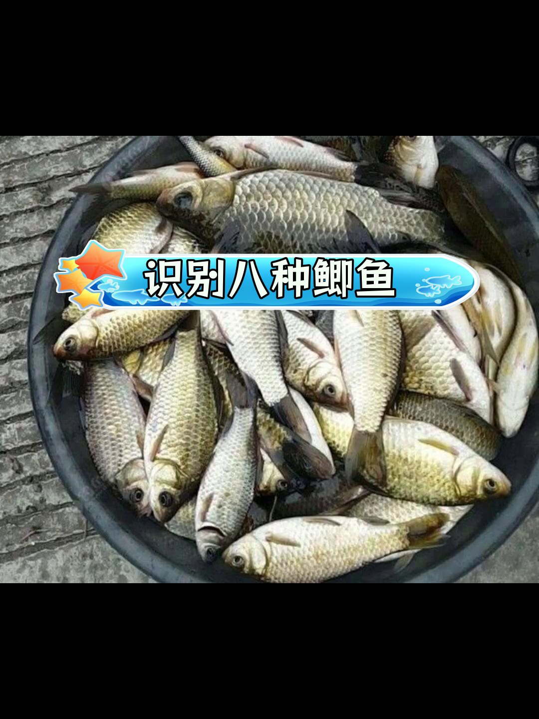 鲫鱼种类大揭秘,教你轻松辨别8种常见品种