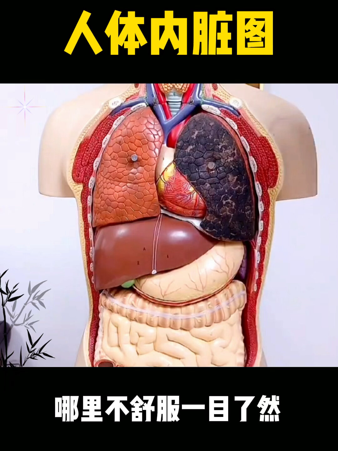 详解人体内脏分布图,太实用了