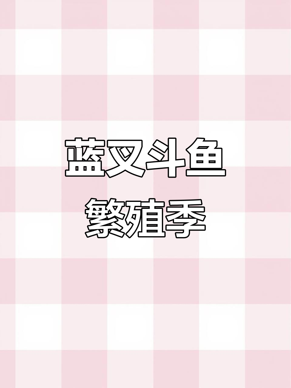 蓝叉斗鱼抢手,公母都有卵,美丽又珍贵