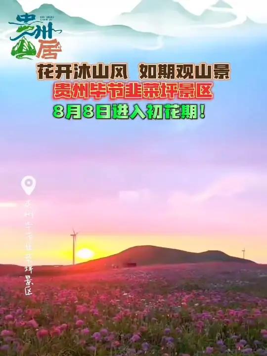 贵州山居 花开沐山风 如期观山景,贵州毕节韭菜坪景区,8月8日进入初花期!(来源:阿西里西
