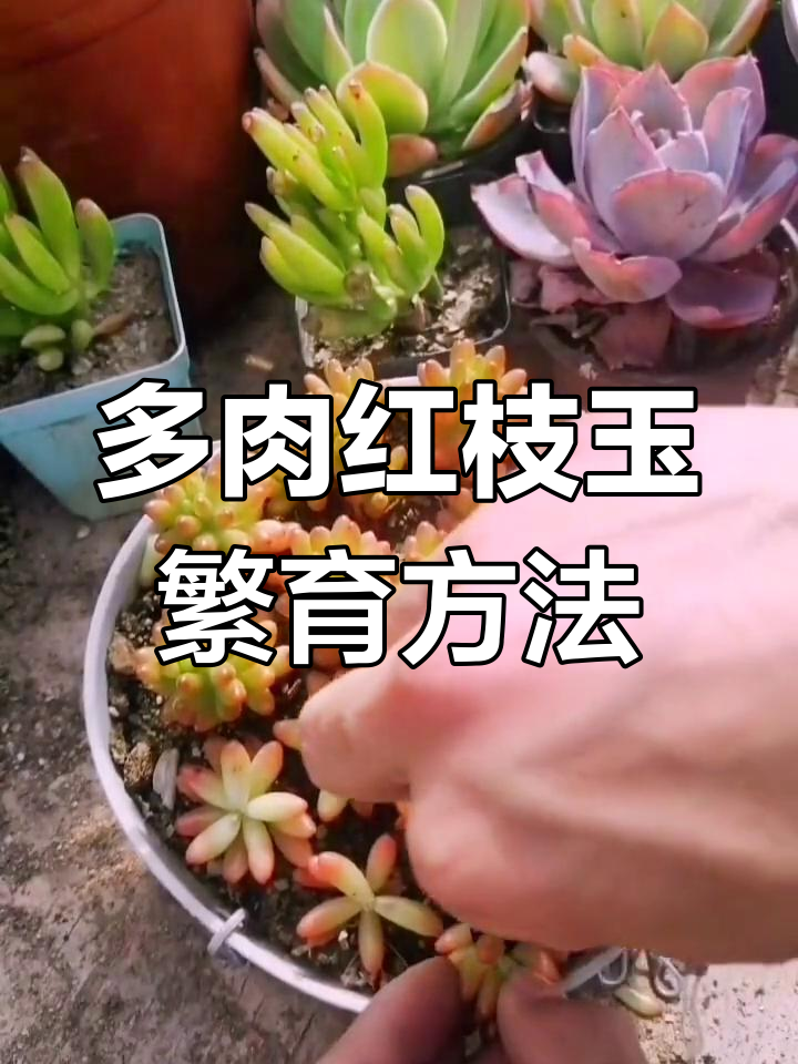 红枝玉多肉植物繁殖技巧:扦插与叶插全攻略